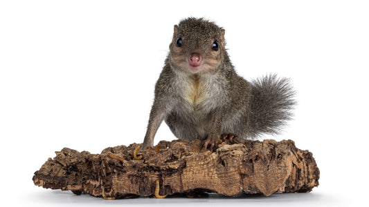 Breakthrough Visual Cortex Research Reveals Critical Tree Shrew Housing Requirements for Neuroscience Studies