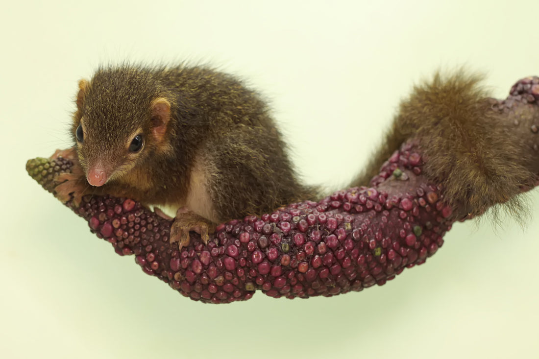 Safe Haven Lab Cages Sponsors Tree Shrew Discovery 2025