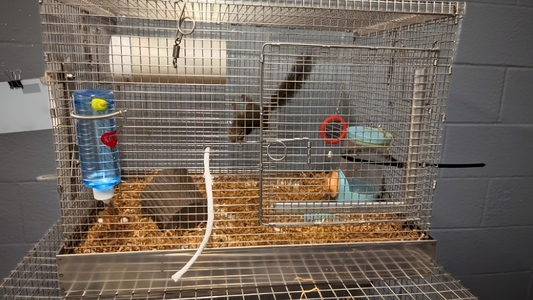 A tree shrew looks up while climbing in the SHLC Treeshrew Collapsible Standard Cage used for housing the species at CalTech.